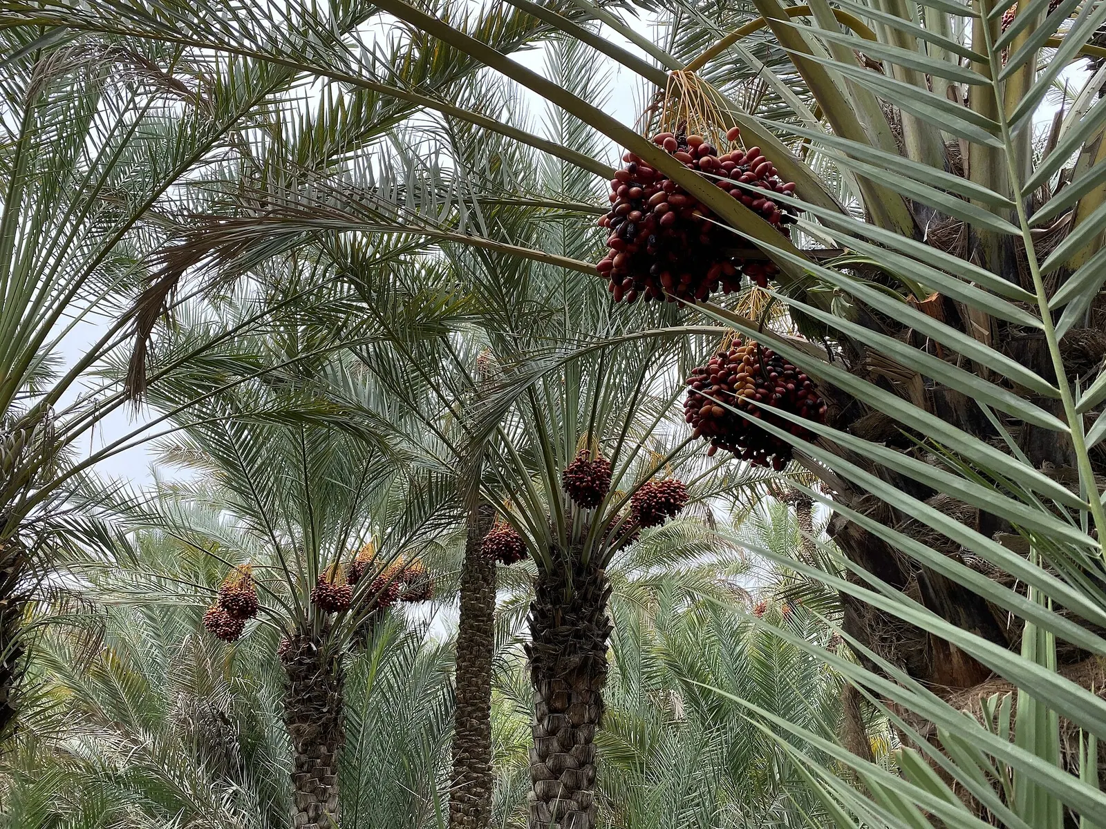 Al Ain Day Trip: Oasis Route, Fort & Camel Souk