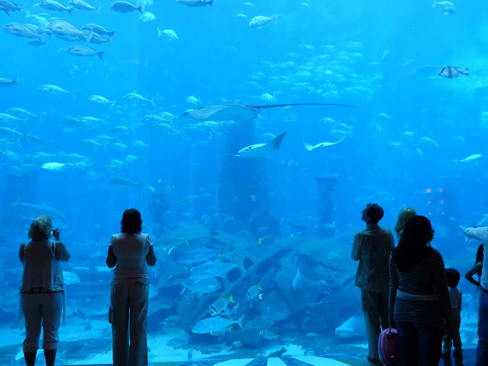 Lost Chambers Aquarium: Atlantis Marine Highlights